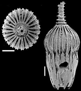 Image of Amphicoryna georgechapronierei Yassini & Jones 1995