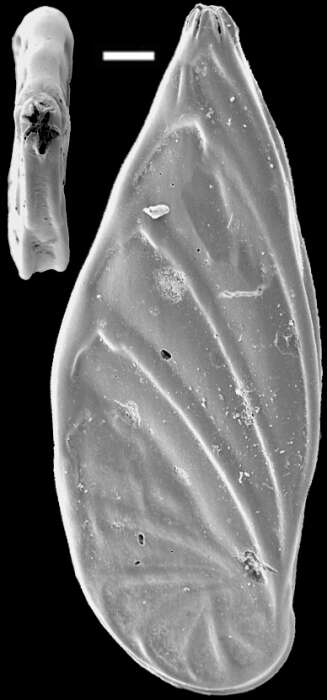 Image of Planularia spinipes (Cushman 1913)