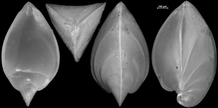 Image of Saracenaria latifrons (Brady 1884)