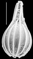 Image of Lagena laevicostatiformis McCulloch 1981