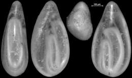 Image of Sigmoidella pacifica Cushman & Ozawa 1928