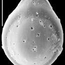 Image of Fissurina claricurta McCulloch 1977