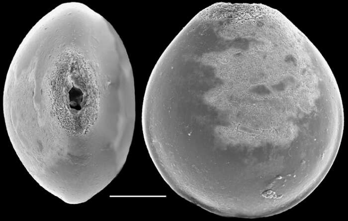 صورة Fissurina laevigata Reuss 1850