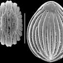 Image of Fissurina southbayensis McCulloch 1977