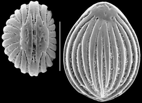 Image of Fissurina southbayensis McCulloch 1977