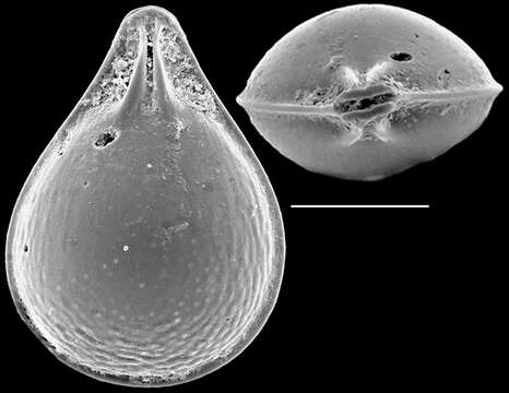 Image of Lagenosolenia confossa McCulloch 1977