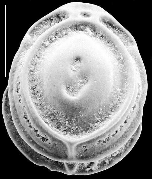 Image of Palliolatella quadrirevertens (McCulloch 1977)