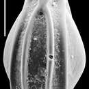 Image of Palliolatella quadrirevertens (McCulloch 1977)