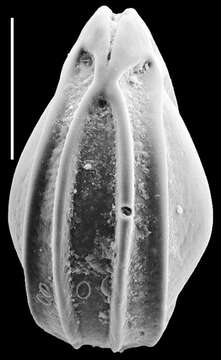 Image of Palliolatella quadrirevertens (McCulloch 1977)