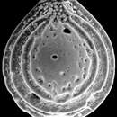 Image of <i>Palliolatella lacunata</i> subsp. <i>paucialveolata</i> Albani & Yassini 1989