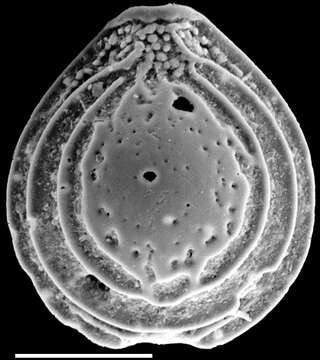 Image of Lagenidae