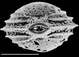 Image of <i>Palliolatella lacunata</i> subsp. <i>paucialveolata</i> Albani & Yassini 1989