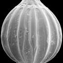 Image of Oolina tasmanica Parr 1950