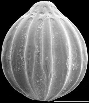 Image of Oolina tasmanica Parr 1950