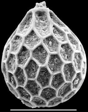 Image of Favulina hexagona (Williamson 1848)