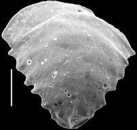 Image of Cassidulinidae