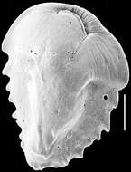 Image of Cassidulinidae