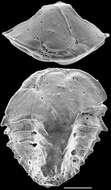 Image of Cassidulinidae