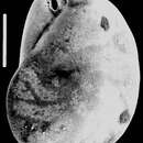 Image of Evolvocassidulina orientalis (Cushman 1922)