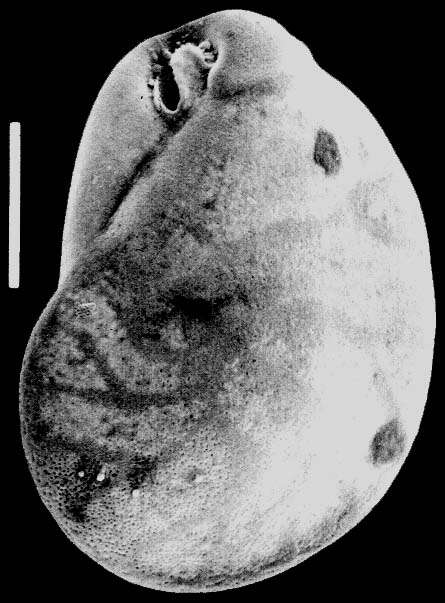 Image of Evolvocassidulina Eade 1967