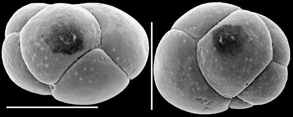 Image of Globocassidulina canalisuturata Eade 1967