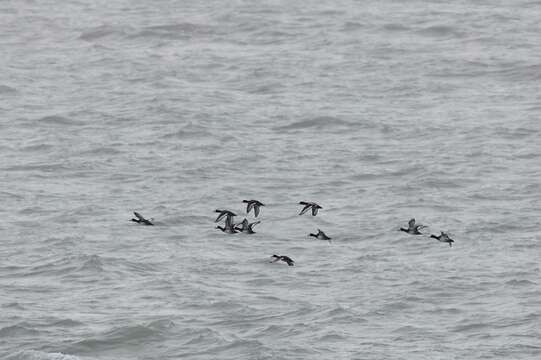 Image of Greater Scaup