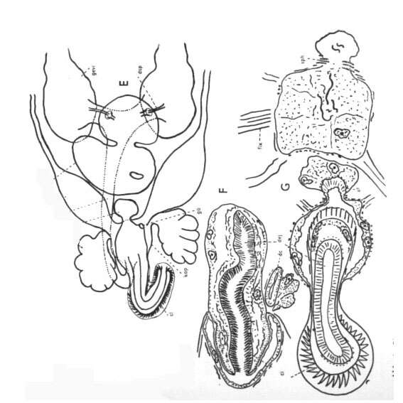 Image of spiralians