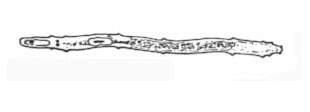 Image of spiralians