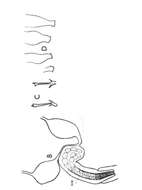 Image of spiralians