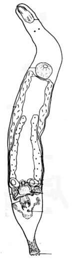 Image of Cicerina eucentrota Ax 1959