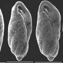 Image de Buliminella elegantissima (d'Orbigny 1839)