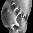 Image of Virgulinella fragilis Grindell & Collen 1976