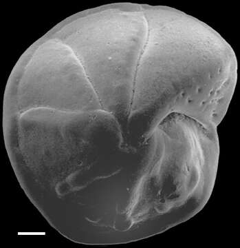 Image of Eponides cribrorepandus (Asano & Uchio 1951)