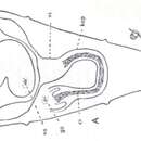 Image of Cicerina remanei Meixner 1928