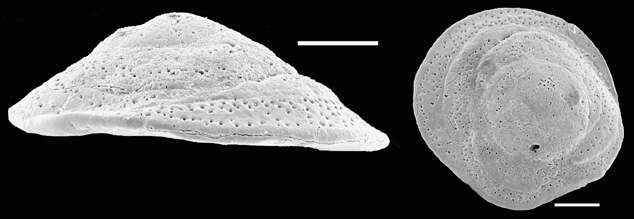 Image of Neoconorbina terquemi (Rzehak 1888)