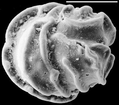 Conorbella clarionensis (McCulloch 1977) resmi