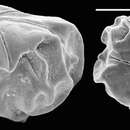 Image de Conorbella clarionensis (McCulloch 1977)