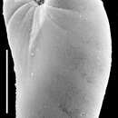 Image of Elongobula iphigeneae Revets 1993