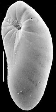 صورة Elongobula iphigeneae Revets 1993