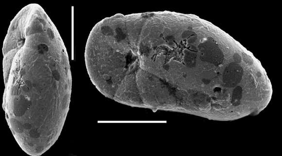 صورة Elongobula iphigeneae Revets 1993