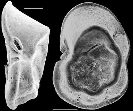 Image of Planulinoides biconcavus (Parker & Jones 1862)