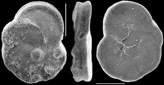 Image of Planulinoides norcotti Hedley, Hurdle & Burdett 1967