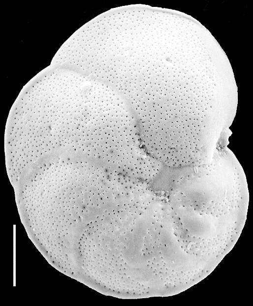 Image of Discorbinella Cushman & Martin 1935