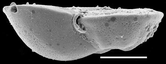 Image of Discorbinella bertheloti (d'Orbigny 1839)