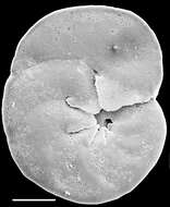 Image of Discorbinella Cushman & Martin 1935