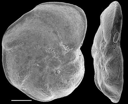 Image of Discorbinella subcomplanata (Parr 1950)