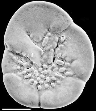 Image of Discorbinella vitrevoluta (Hornibrook 1961)