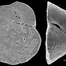 Imagem de Cibicides corticatus Earland 1934