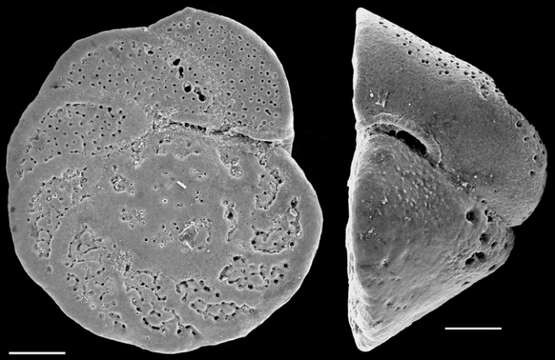 Imagem de Cibicides corticatus Earland 1934