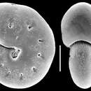 Image of Astrononion novozealandicum Cushman & Edwards 1937